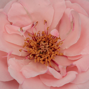 Narudžba ruža - Ružičasta - floribunda ruže - diskretni miris ruže - Rosa  Geisha® - Mathias Tantau, Jr. - -
